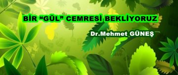 BİR “GÜL” CEMRESİ BEKLİYORUZ