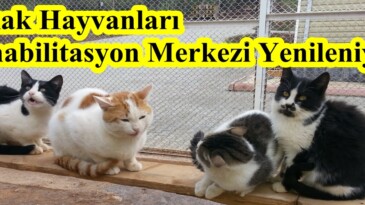 Sokak Hayvanları Rehabilitasyon Merkezi Yenileniyor