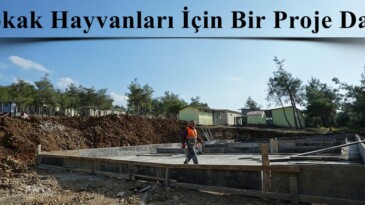 Sokak Hayvanları İçin Bir Proje Daha!