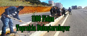 1100 Fidan Toprakla Buluşturuluyor!