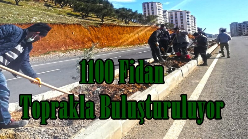 1100 Fidan Toprakla Buluşturuluyor!
