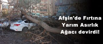 Afşin’de Fırtına Yarım Asırlık Ağacı devirdi!