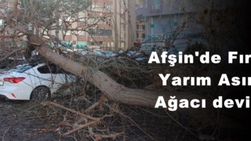 Afşin’de Fırtına Yarım Asırlık Ağacı devirdi!