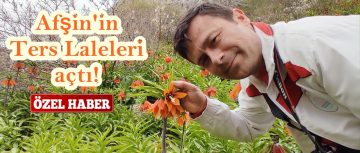 Afşin’in Ters Laleleri açtı!