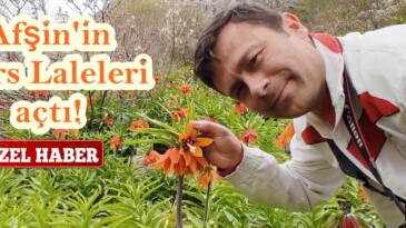 Afşin’in Ters Laleleri açtı!