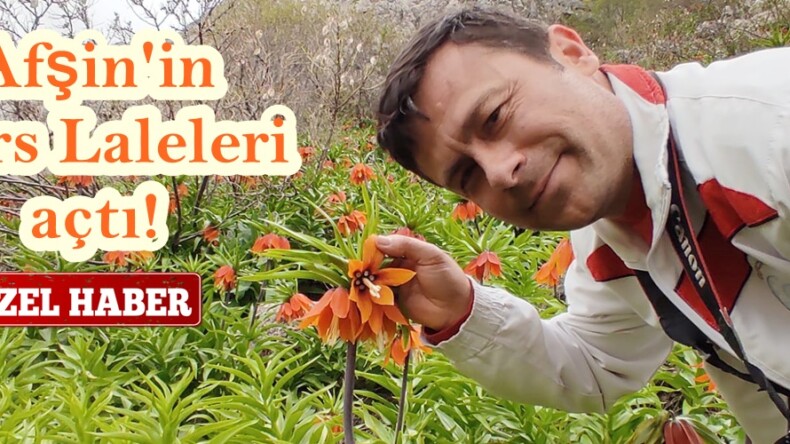 Afşin’in Ters Laleleri açtı!