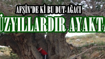 Afşin’de ki 700 Yıllık Dut Ağacı ilgi bekliyor!