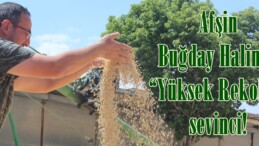 Afşin Buğday Halinde “Yüksek Rekolte” sevinci!