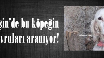 Afşin’de bu köpeğin Yavruları aranıyor!