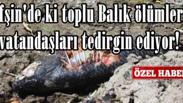 Afşin’de ki toplu Balık ölümleri vatandaşları tedirgin ediyor!