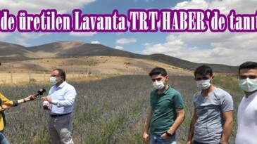 Afşin’de üretilen Lavanta TRT HABER’de tanıtıldı!