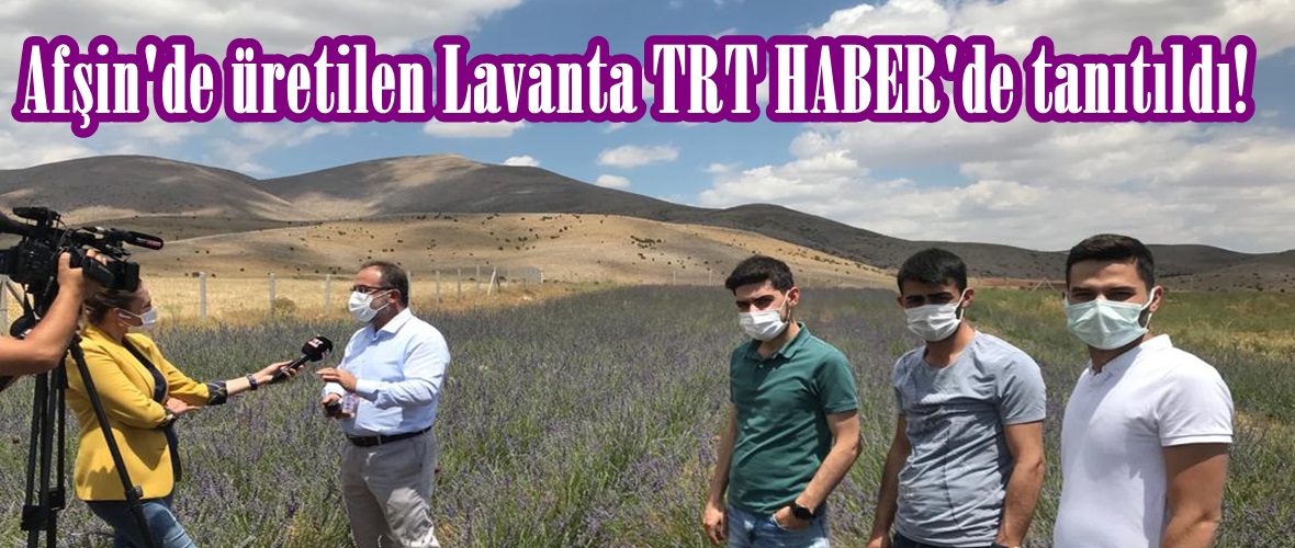 Afşin’de üretilen Lavanta TRT HABER’de tanıtıldı!