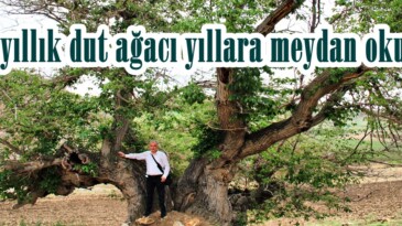 Afşin’de ki 750 yıllık dut ağacı yıllara meydan okuyor!