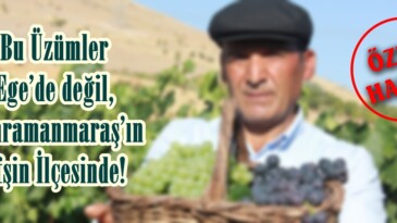 Bu Üzümler Ege’de değil,Kahramanmaraş’ın Afşin İlçesinde!