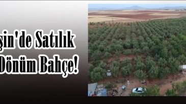 Afşin’de Satılık 41 Dönüm Bahçe!