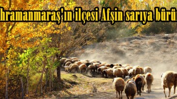 Kahramanmaraş’ın ilçesi Afşin sarıya büründü!