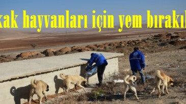 Sokak hayvanları için yem bırakıldı.