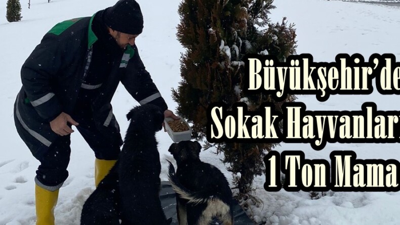 Büyükşehir’den Sokak Hayvanları İçin 1 Ton Mama.