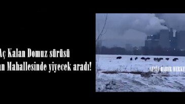 Aç Kalan Domuz sürüsü Çoğulhan Mahallesinde yiyecek aradı!