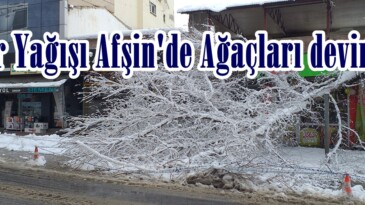 Kar Yağışı Afşin’de Ağaçları devirdi.