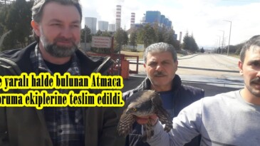 Afşin’de yaralı halde bulunan Atmaca Doğa Koruma ekiplerine teslim edildi.