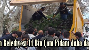 Afşin Belediyesi 14 Bin Çam Fidanı daha dağıttı.