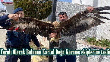 Afşin’de Yaralı Olarak Bulunan Kartal Doğa Koruma ekiplerine teslim edildi.