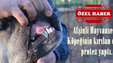 Afşinli Hayvansever Köpeğinin kırılan dişine protez yaptı.