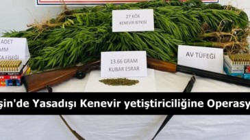 Afşin’de Yasadışı Kenevir yetiştiriciliğine Operasyon!