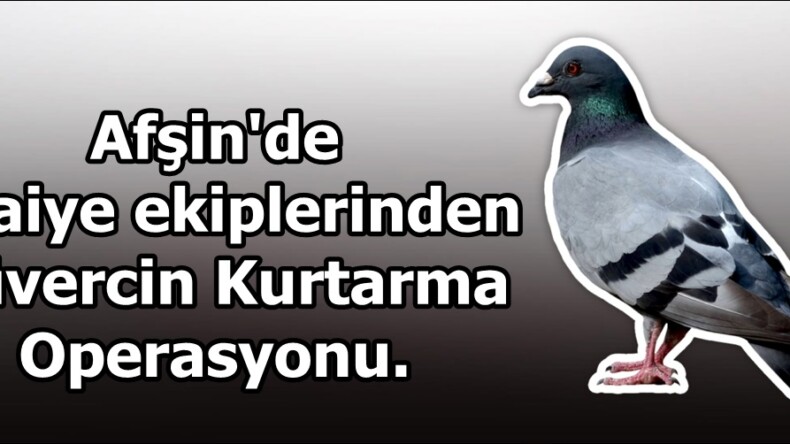 Afşin’de İtfaiye ekiplerinden Güvercin Kurtarma Operasyonu.