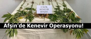 Afşin’de Kenevir Operasyonu!