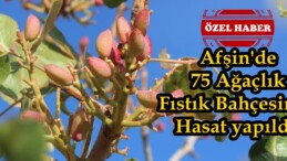 Afşin’de 75 Ağaçlık Fıstık Bahçesinde Hasat yapıldı.