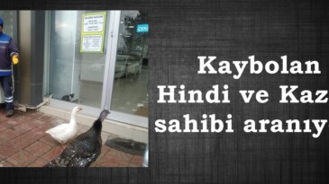 Kaybolan Hindi ve Kaz’ın sahibi aranıyor.