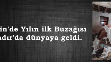Afşin’de Yılın ilk Buzağısı Nadır’da dünyaya geldi.