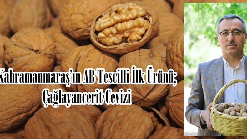 Kahramanmaraş’ın AB Tescilli İlk Ürünü; Çağlayancerit Cevizi.