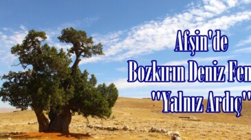 Afşin’de Bozkırın Deniz Feneri; “Yalnız Ardıç”