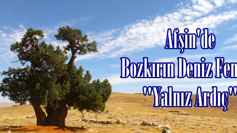 Afşin’de Bozkırın Deniz Feneri; “Yalnız Ardıç”