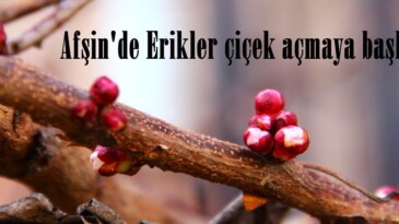 Afşin’de Erikler çiçek açmaya başladı!