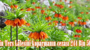 Afşin Ters Lalesini koparmanın cezası 244 Bin 500 Tl.