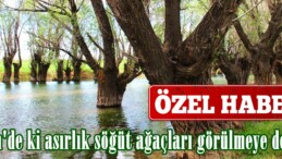 Afşin’de ki asırlık söğüt ağaçları görülmeye değer!