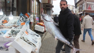 Afşin’e getirilen Dev Orkinos Balığı büyük ilgi gördü.