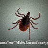 Yaz Aylarında “Kene’’ Tehlikesi; Korunmak için ne yapmalıyız?