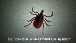 Yaz Aylarında “Kene’’ Tehlikesi; Korunmak için ne yapmalıyız?
