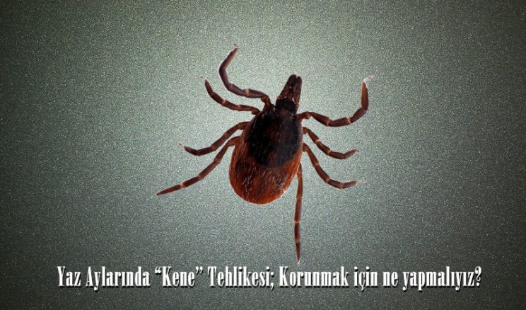 Yaz Aylarında “Kene’’ Tehlikesi; Korunmak için ne yapmalıyız?