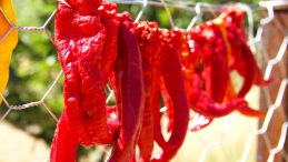 Afşin’de Kurutmalıklar yapılmaya devam ediyor.