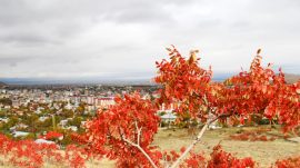 Afşin’de doğal yollarda kendiliğinden yetişen sumak bitkileri toplanmaya başladı.