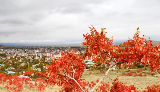 Afşin’de doğal yollarda kendiliğinden yetişen sumak bitkileri toplanmaya başladı.