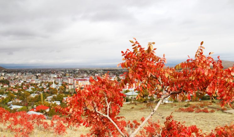 Afşin’de doğal yollarda kendiliğinden yetişen sumak bitkileri toplanmaya başladı.