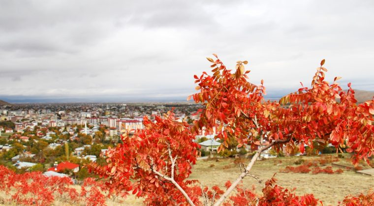 Afşin’de doğal yollarda kendiliğinden yetişen sumak bitkileri toplanmaya başladı.