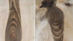 Kesilen Ceviz Ağacı gövdesinde ki Ağaçkakan resmi görenleri hayrete düşürüyor.